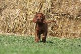 SETTER IRLANDAIS 164